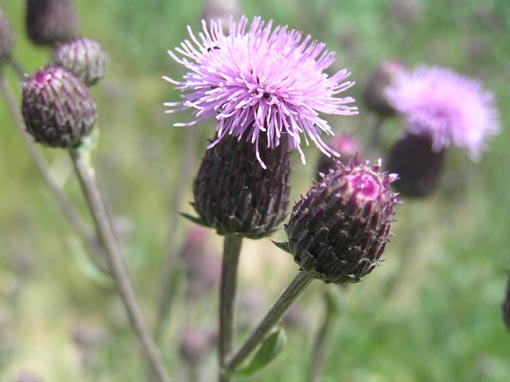 Cirsium arvense & Centaurea gialla